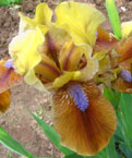 Iris - Vilkdalgis - Indian Pow Wow